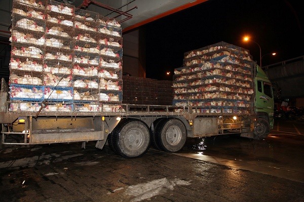 防檢局規定，運輸車輛及裝載箱籠須在屠宰場內完成清潔消毒後，始得離場。  台北市動保處/提供