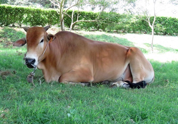 金門耕牛如此悠閒的畫面，是不是看得你也心情隨著輕鬆? 蕭士塔/攝