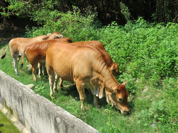 在野外吃草的黃牛全家福，是金門常可看到的風景。蕭士塔/攝