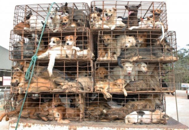 從泰國到越南、從越南到中國的交界處，經常出現這樣的載狗車，載著或偷或搶來的家犬去屠宰場、狗肉市場。 取自網路