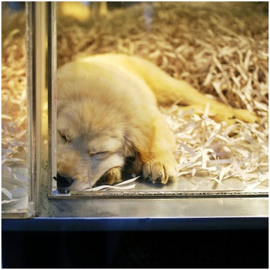 越多越多的美國城市禁寵物店販售來自繁殖場的貓狗。取自Getty images