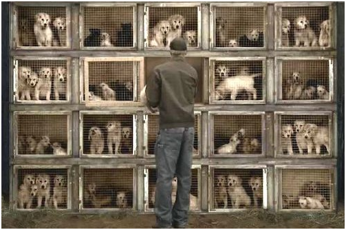 罔顧動物福利的繁殖場，受到越來越多美國民眾的抵制。取自riverheadlocal.com