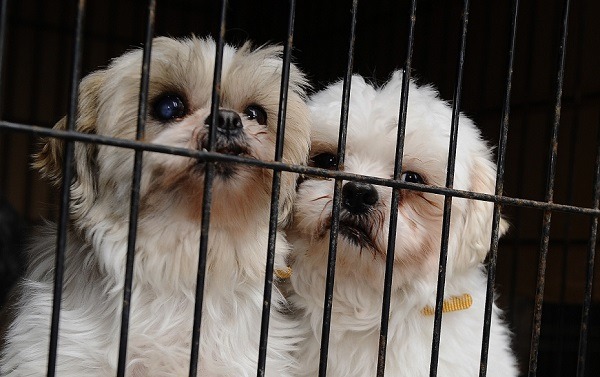 防堵從事大規模繁殖的業者，美國已有超過200個城市，禁止寵物店銷售繁殖場貓狗。 取自care2.com