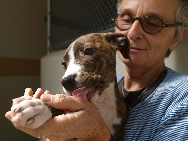 美國各界都相信，寵物店禁售繁殖場貓狗，有助於收容所內動物的被領養。取自sfexaminer.com