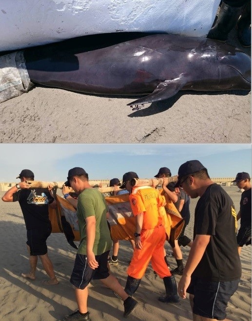 「短肢領航鯨」，一度被誤判為侏儒抹香鯨或瑞氏海豚，直到成大海洋生物暨鯨豚研究中心主任王建平教授帶領志工團隊前往救援時，才更正為「短肢領航鯨」。  成大海洋生物暨鯨豚研究中心助理Forest Wu/提供　