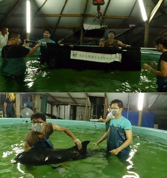  短肢領航鯨活動水域通常在水深100公尺以上處。「小梧子」約昨晚11點才進入水池，目前可自行漂浮，需要人力24小時在水池邊觀察紀錄。 志工李昕育/提供