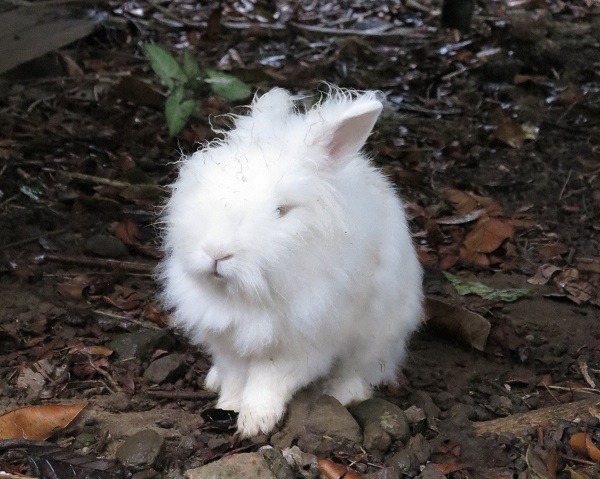 兔子走失被拾獲時，以晶片認定是最快速且爭論較少的方式之一。 蕭士塔/攝