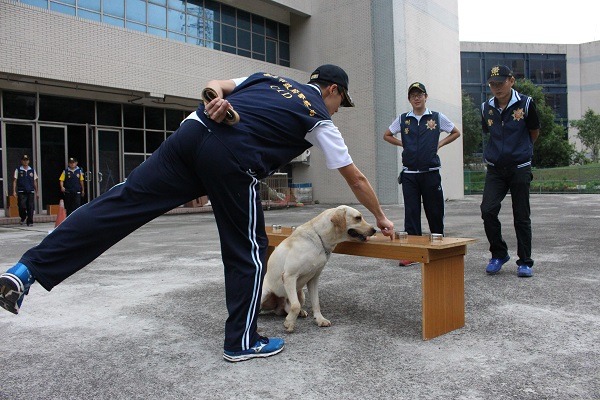 在政府各部門的工作犬中，培訓時期往往需要2~3年，圖為新北市警犬隊的培訓情況。 李娉婷/攝