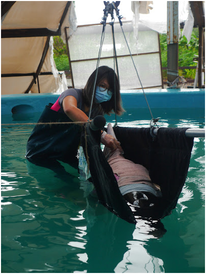 擱淺小虎鯨是一隻體長約兩公尺，重約一百公斤的雄性海豚。  成大海洋生物及鯨豚研究中心助理吳小姐/提供