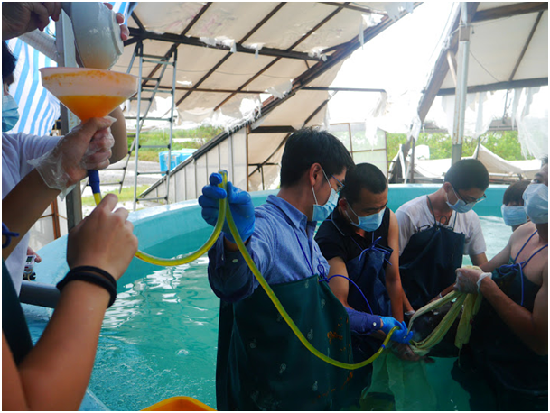 治療過程，除了醫檢，灌食水份及保礦力維持小虎鯨身體所需水份，藉以排除脫水可能性。成大海洋生物及鯨豚研究中心助理吳小姐/提供
