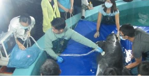 小虎鯨生前經過超音波檢查。29日死亡後即進行解剖，須等解剖病理報告出爐，才能進一步了解死亡原因。  成大海洋生物及鯨豚研究中心助理吳小姐/提供