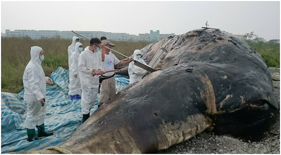 10月18日被野放回海的抹香鯨，隨後在八掌溪出海口附近死亡，解剖之後發現牠胃裡滿是漁網和塑膠袋。 圖片擷取自成大海洋生物及鯨豚研究中心