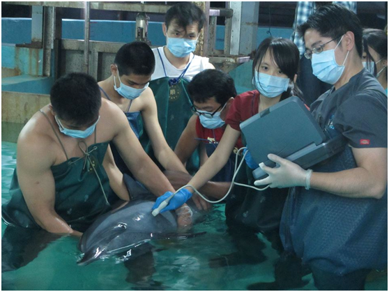 4月22日在台南馬沙溝海水浴場擱淺的熱帶斑海豚「馬嚕嚕」接受醫檢。　成大海洋生物暨鯨豚研究中心助理吳小姐/提供
