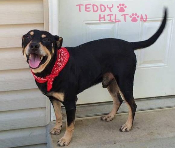 4歲的混種狗拉撒路被稱為「九命狗」，連安樂死都奪不了命。    取自網路