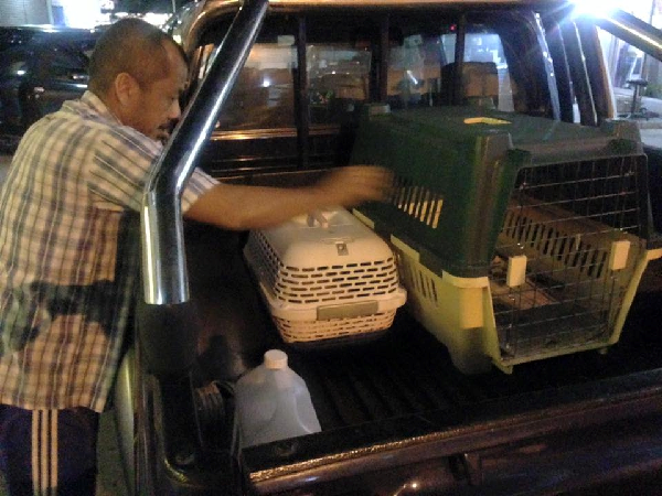 SPCA KK協會的志工Robert家就住在附近，當天也是隨即過來將貓咪暫時帶回家安置一晚。  何宜/攝