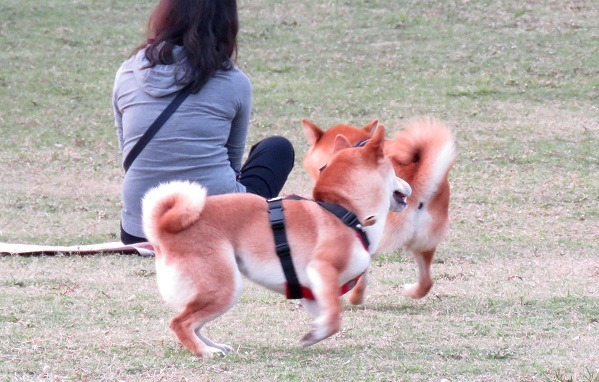 柴犬體型適中、聰明活潑，喜愛的人非常多，但也常見飼主不替愛翹家的牠們做寵登。  蕭士塔/攝