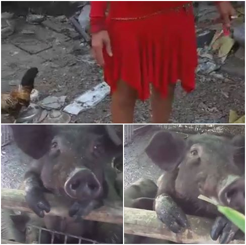 豬圈也多了兩隻幼豬，餓到連竹葉都吃。武藤/攝