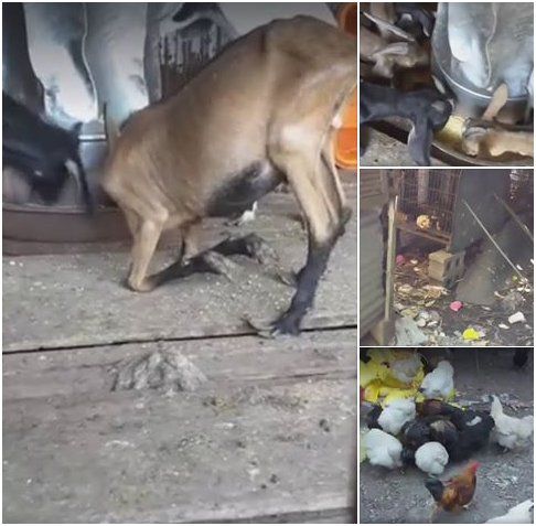 洪婦狗場裡仍可見到動物被關養在髒亂的環境，忍受飢渴；羊和雞鴨見志工補充飼料全圍過來狂吃。武藤/攝