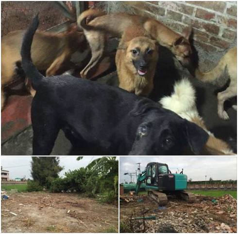 著手整裡祖厝空地，期望《醫療隔離園區》順利建置。陳隨意/提供