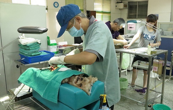 在民間版的浪犬絕育計畫中，每隻狗的補助款為4000元，其中2000元是獸醫師的手術費。  台灣動物新聞網資料照(蕭士塔/攝)