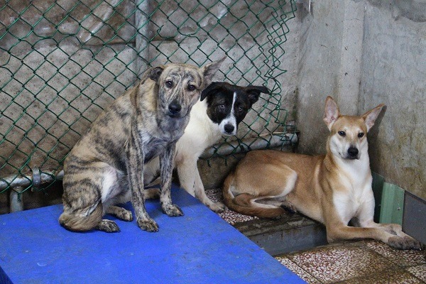 不讓公立收容所在2017年收容爆量，讓我們大家一起努力!    何宜/攝