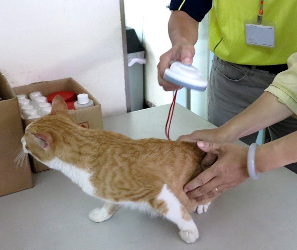 這隻公貓離家卻被抓去結紮，掃描之後發現已植入晶片。 蕭士塔/攝
