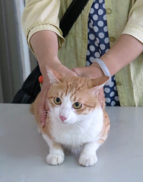 溜出門而遭到絕育的公貓，神情慌張又無奈。蕭士塔/攝