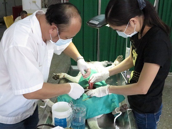 凡至動物之家認養之犬貓，可享免費絕育手術等多項優惠。   蕭士塔/攝