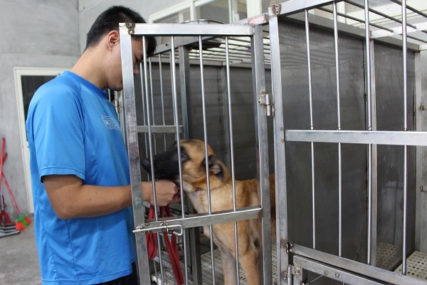 台灣工作犬使用機關常依賴民間捐贈獲得犬隻，未必符合條件，也因此不容易訓練出理想優秀的工作犬。 李娉婷/攝