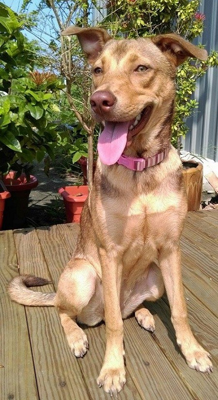 這是楊中和新認養的咖啡色米克斯。 蕭士塔/攝