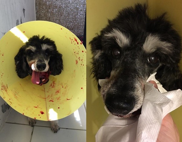 12歲的「Coffee奶奶」確認罹患惡性腫瘤，因為位於口腔內的腫瘤極易出血，日前進行拔除上方尖牙的手術，並於7月11日出院，繼續由Juno Lin安寧照顧。 林靚/提供