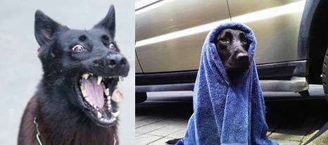 圖左：搜救犬發怒？ 哈，不是，這是凱莉公主接零食的逗趣模樣。圖右：美女出浴？其實這是拉不拉多雙功能搜救犬糖糖，在雨天執行山難搜救後，因全身濕透包毛巾保溫。周聰吉/提供