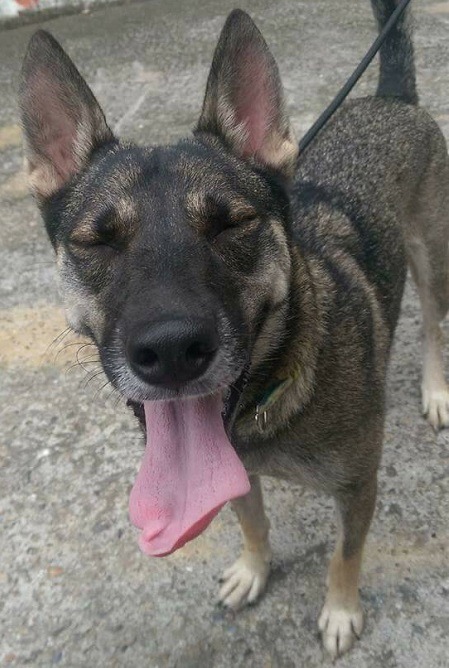 新北市五股動物之家的逃脫大師「阿奇」，有著萌死人的瞇眼笑容。  新北市動保處/ 提供