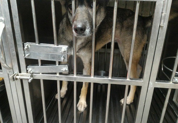 「阿奇」的籠門被加設了擋手板，現在牠只能看著籠門一籌莫展了。    新北市動保處/ 提供