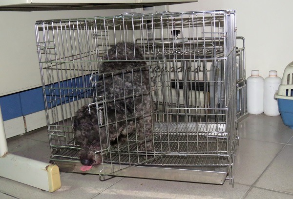 「黑寶」在動保處展示開籠門神技，果真不到半分鐘就咬開門閂。  蕭士塔/攝