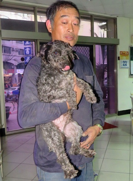 家有逃脫神犬，戴姓飼主只能哭笑不得的對黑寶說：「你沒當小偷，太可惜」。 蕭士塔/攝