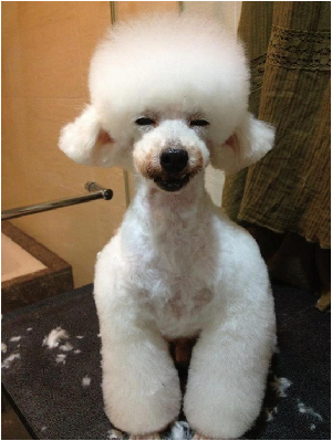 Kanade 優秀的血統和體型，屢獲佳績！