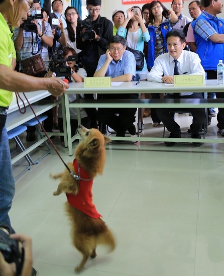 台北市長柯文哲專注觀賞台南動保代言犬「有錢家族」示範工作犬訓練。　蕭士塔/攝