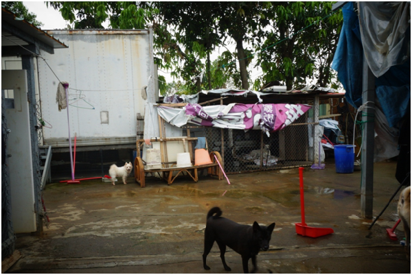 架高的貨櫃屋是狗狗們的糧倉，空地是志工幫狗狗們洗澡的地方。問到柯阿嬤狗場有多大？阿嬤笑著說：「ㄚ災，這是水利署的地，是分租的，就妳所看到的這麼大。」  瑭芯/攝