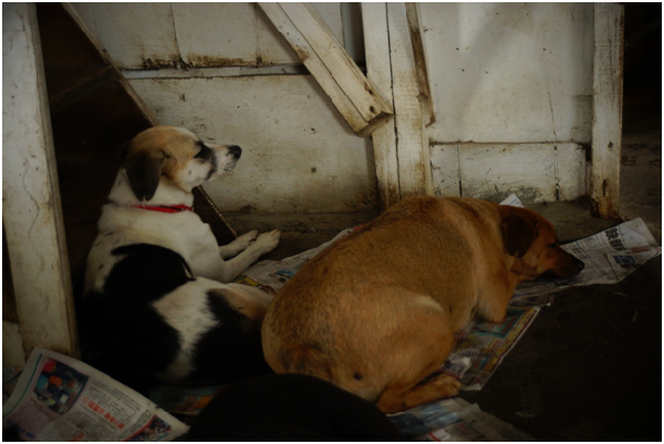 蘇迪勒颱風把阿公幫阿嬤蓋的小閣樓完全摧毀，平常會上樓陪阿嬤午休的這對姐妹花，上不了樓，只能睡在樓梯口。　瑭芯/攝