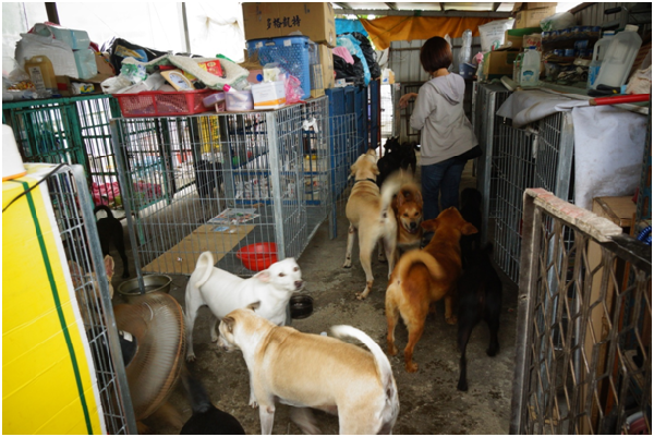 阿嬤歡迎喜歡狗的朋友，常來狗場陪狗玩，更希望大家別忘了柯阿嬤狗場也開放認養。這裡的每一隻狗都很友善，雖然住的是狗籠，但全都是開著籠門自由進出。 瑭芯/攝