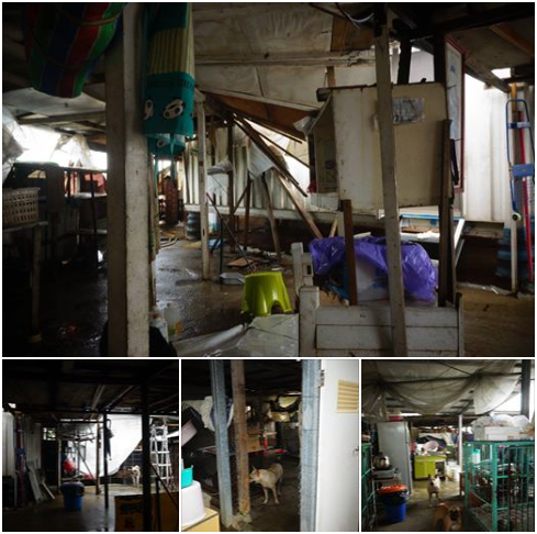 被蘇迪勒颱風吹掉的屋頂，現在只能用塑膠布蓋著，但只要雨一來，狗場內部就跟著下雨，目前已籌到修繕費，希望改建後能讓狗兒有較舒適的環境。  瑭芯/攝