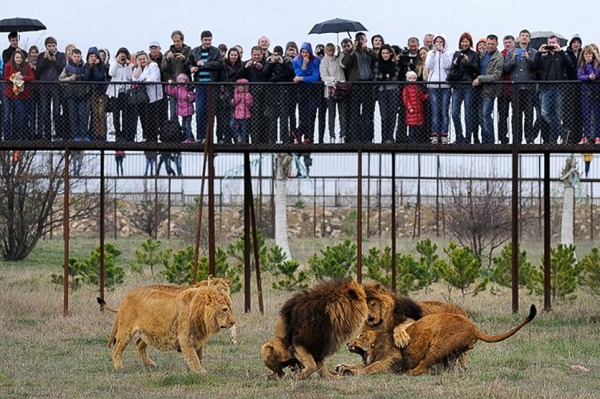 俄羅斯的克里米亞野生動物園裡，養有50頭非洲獅，包括珍罕的白獅。 取自網路