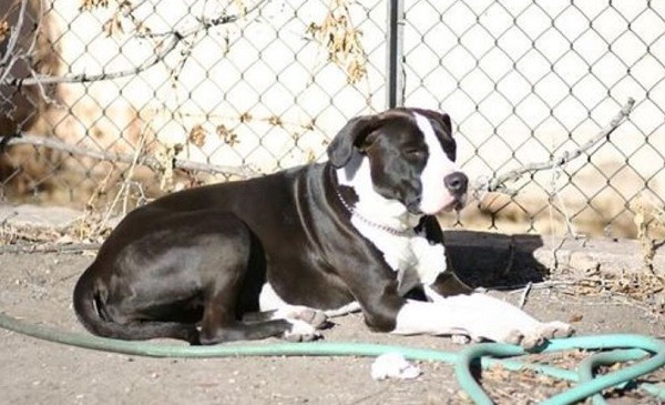 因為克羅伊案，在警察權高張的美國，今後也不敢再隨意以槍口對著無害的動物了! 取自網路