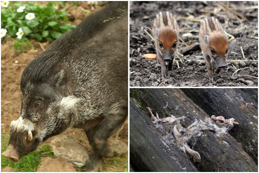 公疣豬吃了牠的豬仔，並啃咬母豬的臀部。英國動物園傳出駭人事件。  取自網路