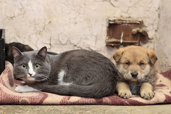 取自henricohumane.org