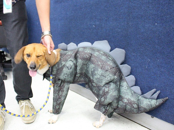 台北市產業發展局為「花博公園萬聖派對」記者會請來狗模扮裝，一襲劍龍裝相當吸睛，牠好像也很得意哦。  李娉婷/攝