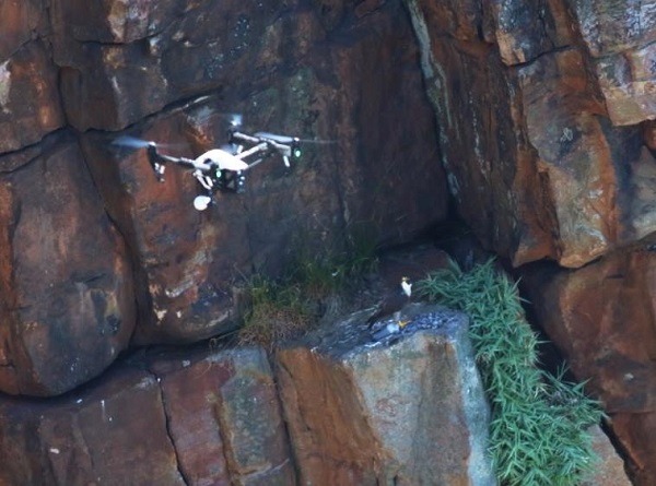 民眾去龍洞岩場拍攝遊隼，發現有人用空拍機拍攝，嚴重騷擾遊隼造成驚嚇，干擾育雛！  取自臉書生態大腸花論壇