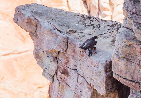遊隼也是台灣所有隼中體型最大、最壯碩，在台灣多半為過境鳥及冬候鳥。 新北市動保處/提供