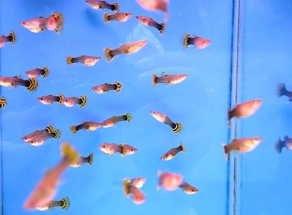孔雀魚會食用病媒蚊的幼蟲，減少登革熱疫情發生。  蕭士塔/攝